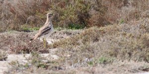 stone-curlew