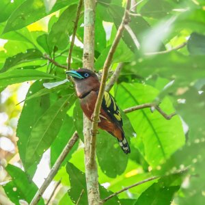 Banded Broadbill