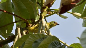 juvenile Blue Dacnis