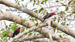 Bornean Bristlehead, Borneo