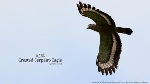 Crested Serpent-Eagle, Borneo