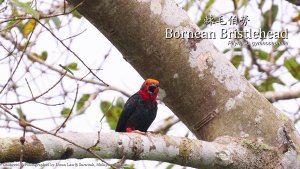 Bornean Bristlehead, Borneo