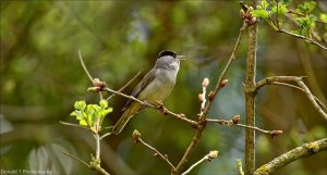 Blackcap ( Male )