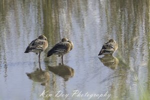 Plumed Whistling-Duck