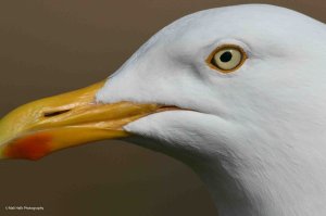 Herring Gull 1106.jpg