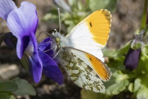 Orange-tip