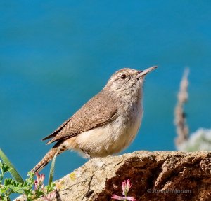 Rock Wren