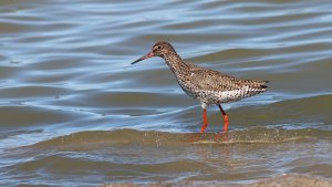 common redshank