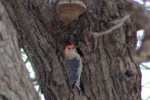 Red-bellied Woodpecker