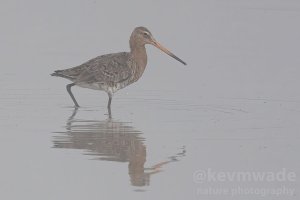 Black-tailed Godwit