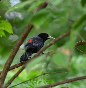 Red-rumped Cacique