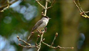 Blackcap ( Male )