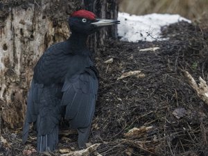 Another Black Woodpecker