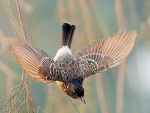 Red vented bulbul