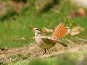 rufous bush robin