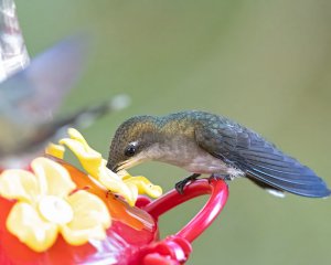 Blue-tailed Emerald (f)