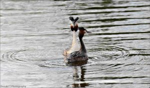 Great Crested Grebes.