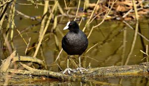 Coot