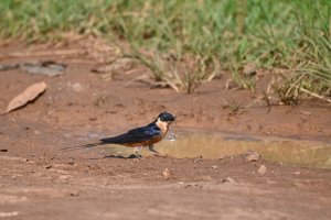 Rufous-chested Swallow