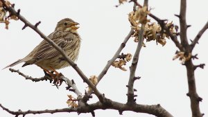 corn bunting