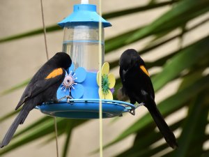 Variable Oriole