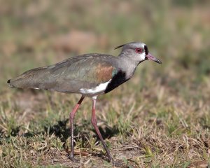 Southern Lapwing