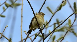 Chiffchaff