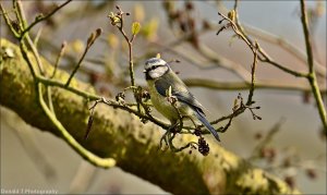 Blue Tit