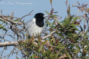 Pied Butcherbird.