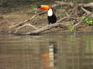 Toco Toucan