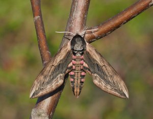 Privet Hawk Moth