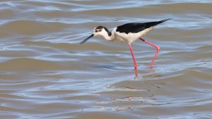 black-winged stilt