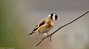 Goldfinch