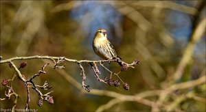 Siskin ( Female )