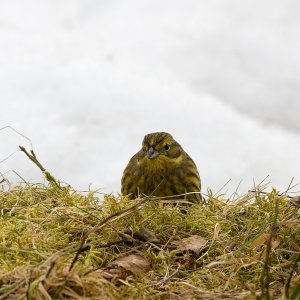 Female yellowhammer in late winter