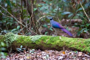 Bornean Ground-Cuckoo