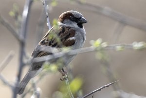 House Sparrow