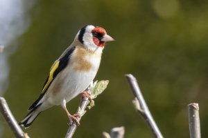 Goldfinch