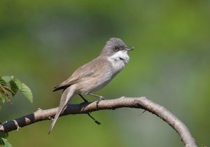 Lesser Whitethroat