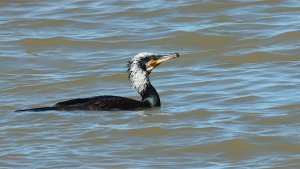 great cormorant