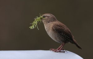 Eurasian wren