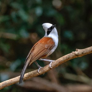 White-crested Laughingthrush