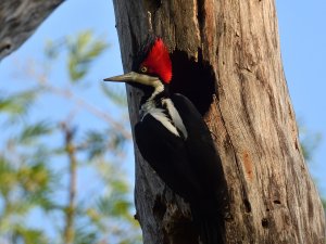 Crimson-crested Woodpecker (female)