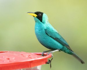 Green Honeycreeper (m)