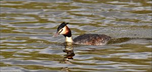 Great Crested Grebe