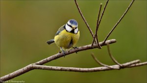 Blue Tit