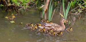 Mallard