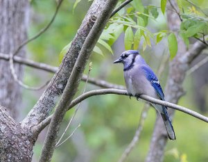 Blue Jay