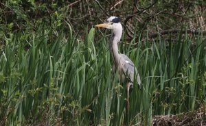 Grey heron