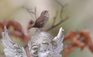 Eurasian Wren Singing